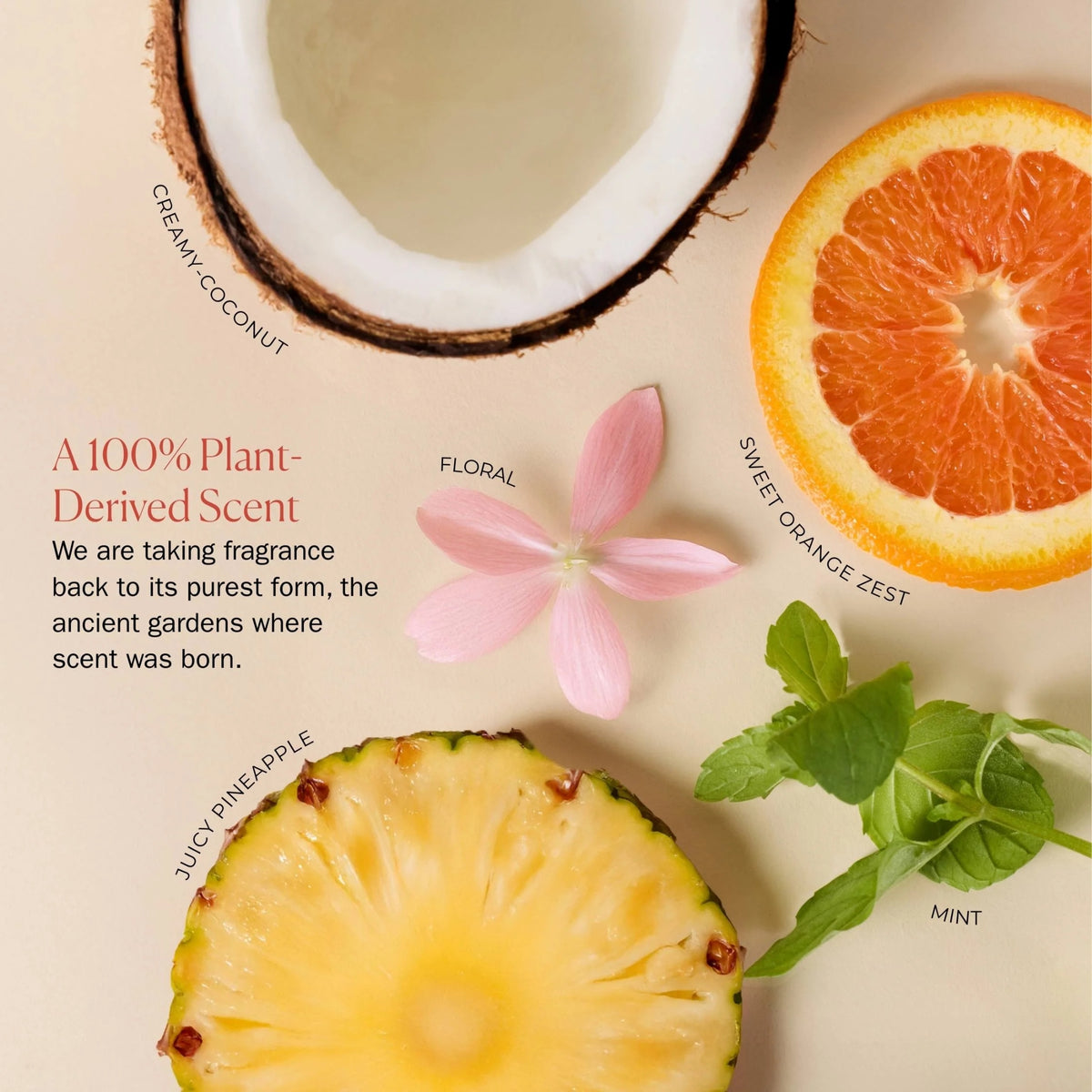 Creamy Coconut plant-derived scent with grapefruit, mint, and floral notes displayed with fresh coconut, orange slice, pineapple, pink flower, and mint leaves on a beige background.